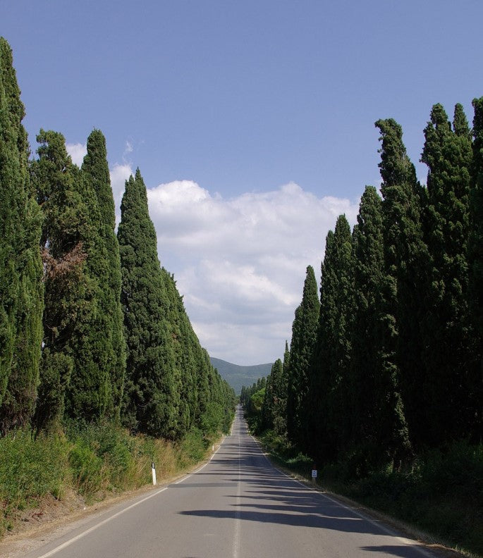 Cypress-lined street leading to Bolgheri