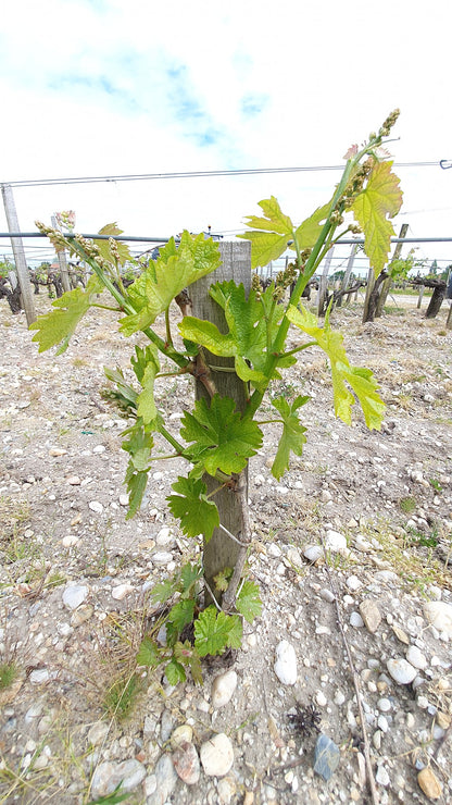 Chateau Haut de la Becade 2020 Pauillac