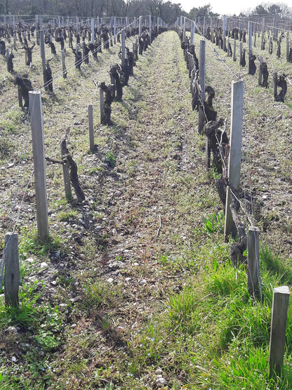 Chateau Haut de la Becade 2020 Pauillac