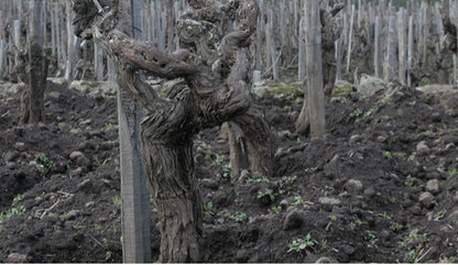 Terre Nere 2022 Etna Rosso